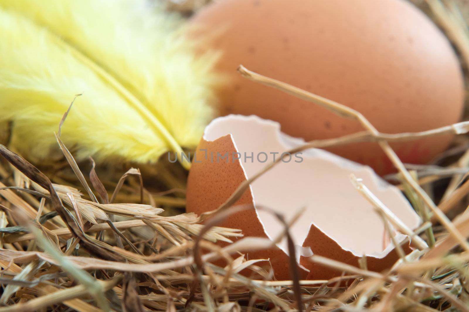 Close up of a broken brown egg shell and yellow feather nestling on straw.  Whole egg in background.