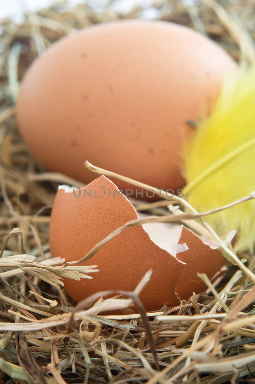 Close up of a broken brown egg shell and yellow feather nestling on straw.  Whole egg in background. Vertical Orientation.