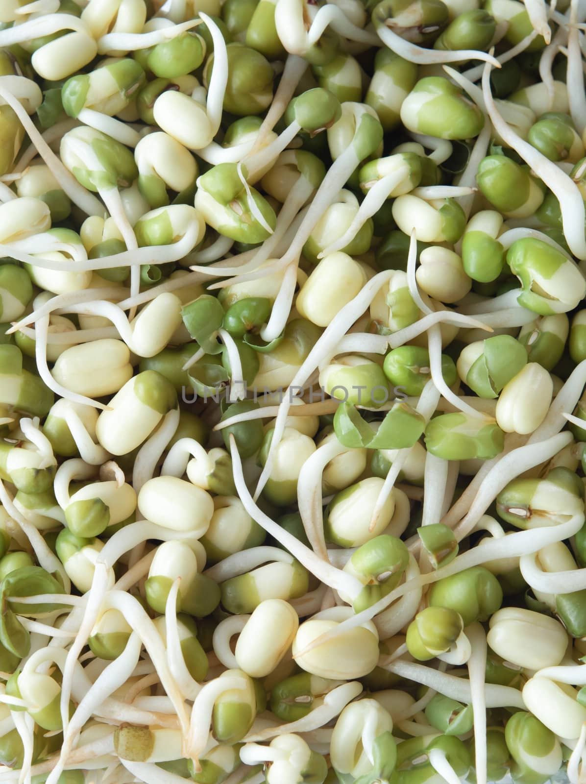 Close up of sprouting Mung beans, filling whole frame.