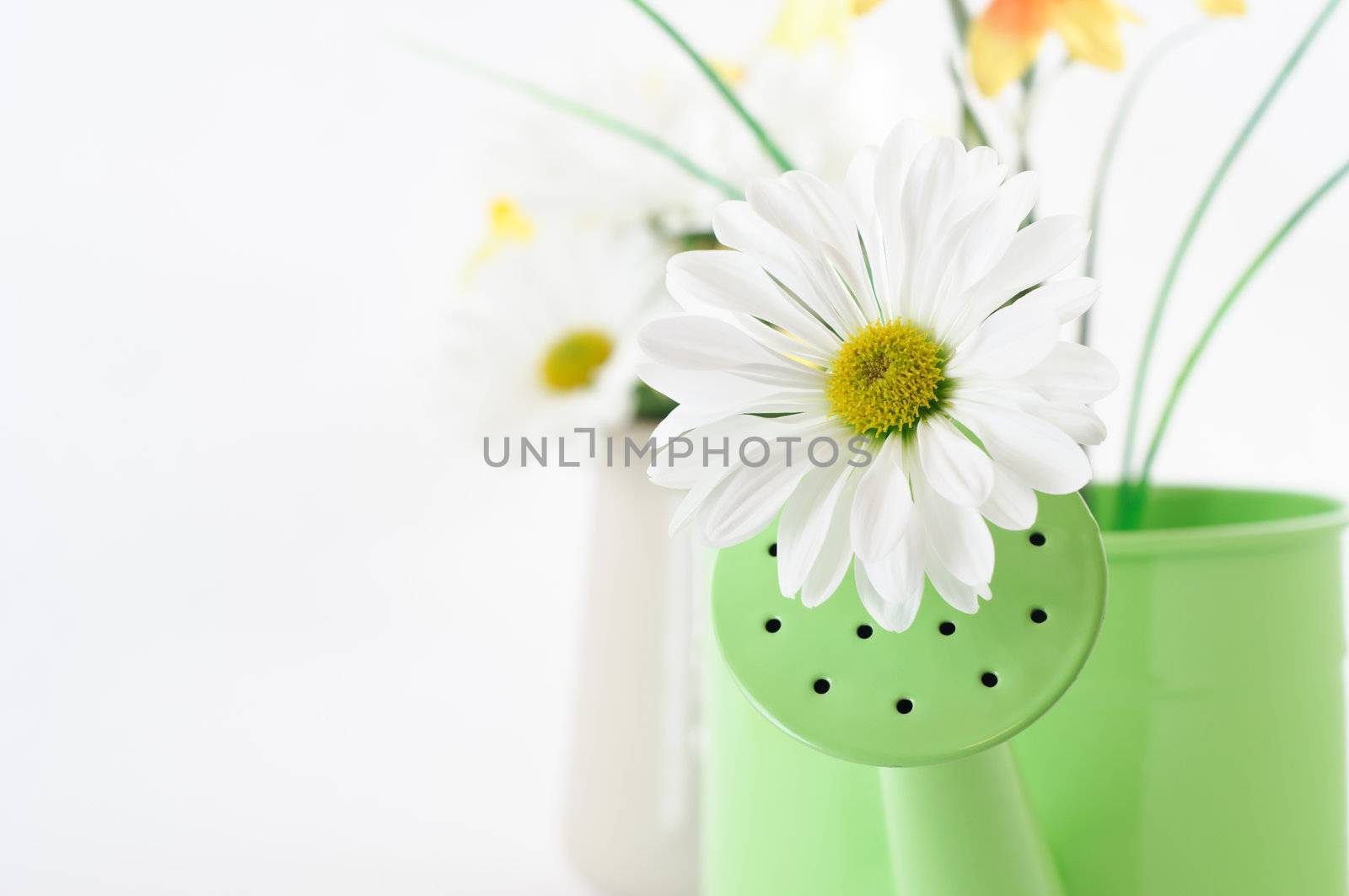 Close up of a daisy-like Chyrsanthemum emerging from a watering can with further flowers in soft focus in the background.