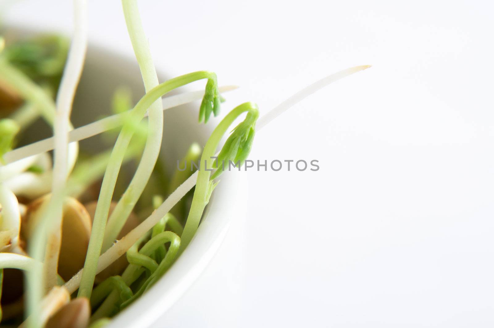 Lentil Beansprout Bowl Macro by frannyanne