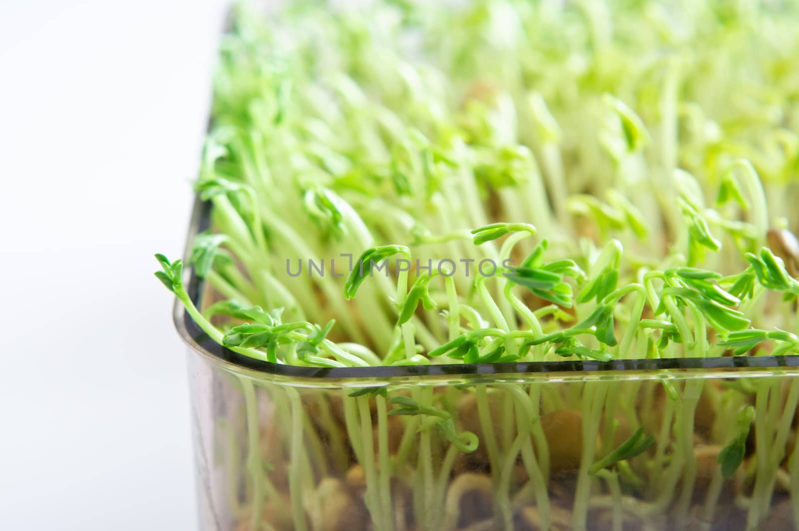 Beansprouts close up -  a tray of sprouting green lentils. Copy space to left.