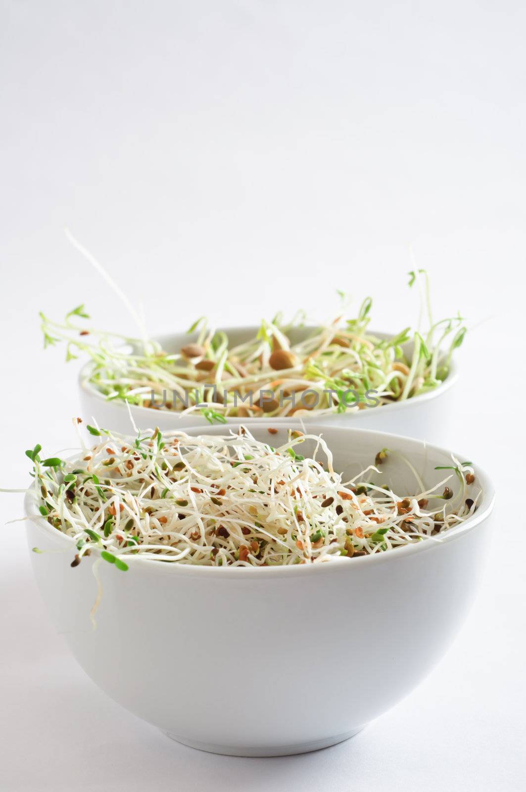Two white china bowls containing beansprouts.  Alfalfa in the foreground, green lentil in background.  Portrait (vertical) orientation with copy space top of frame.