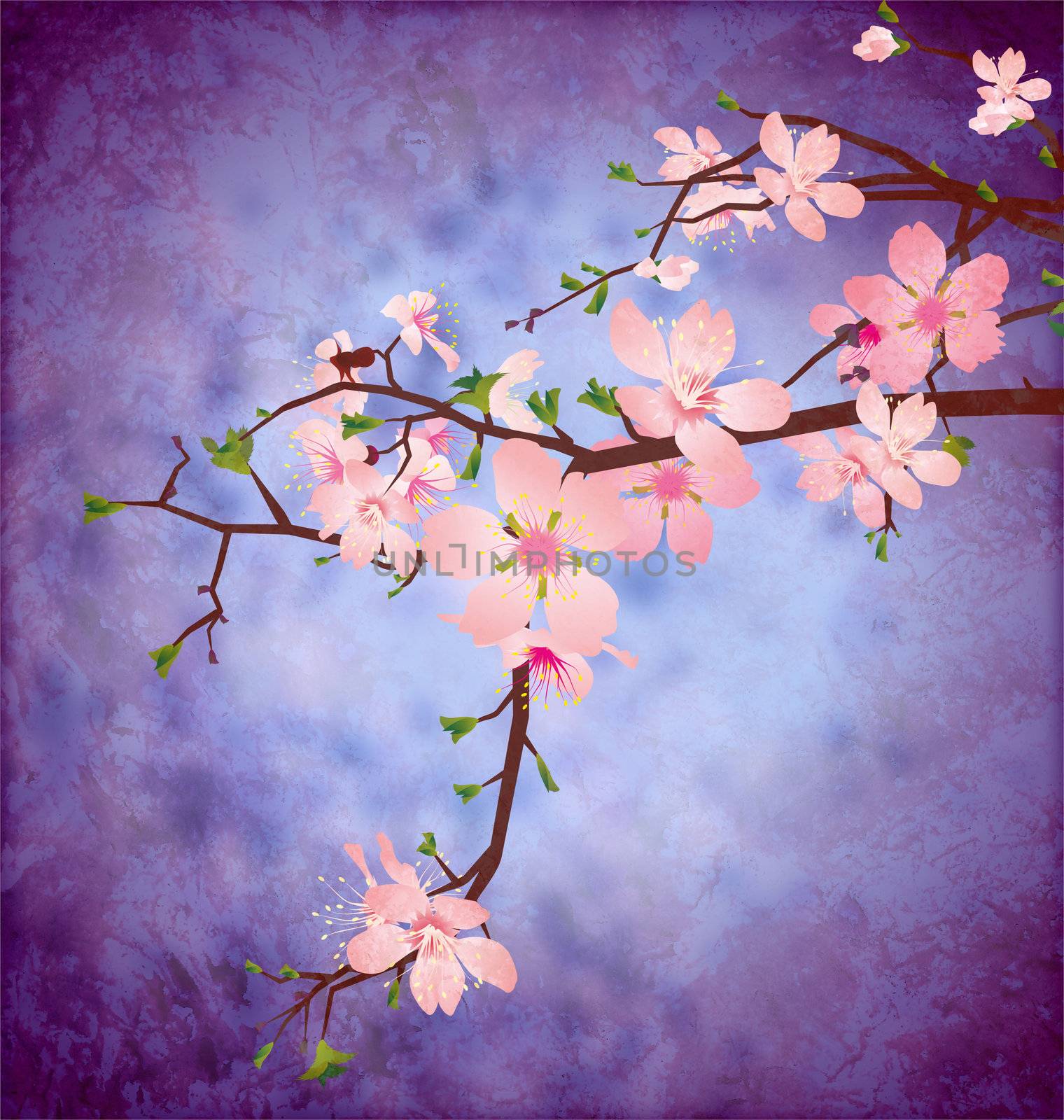 blossom cherry tree brunch on grunge blue square vintage backgro by CherJu