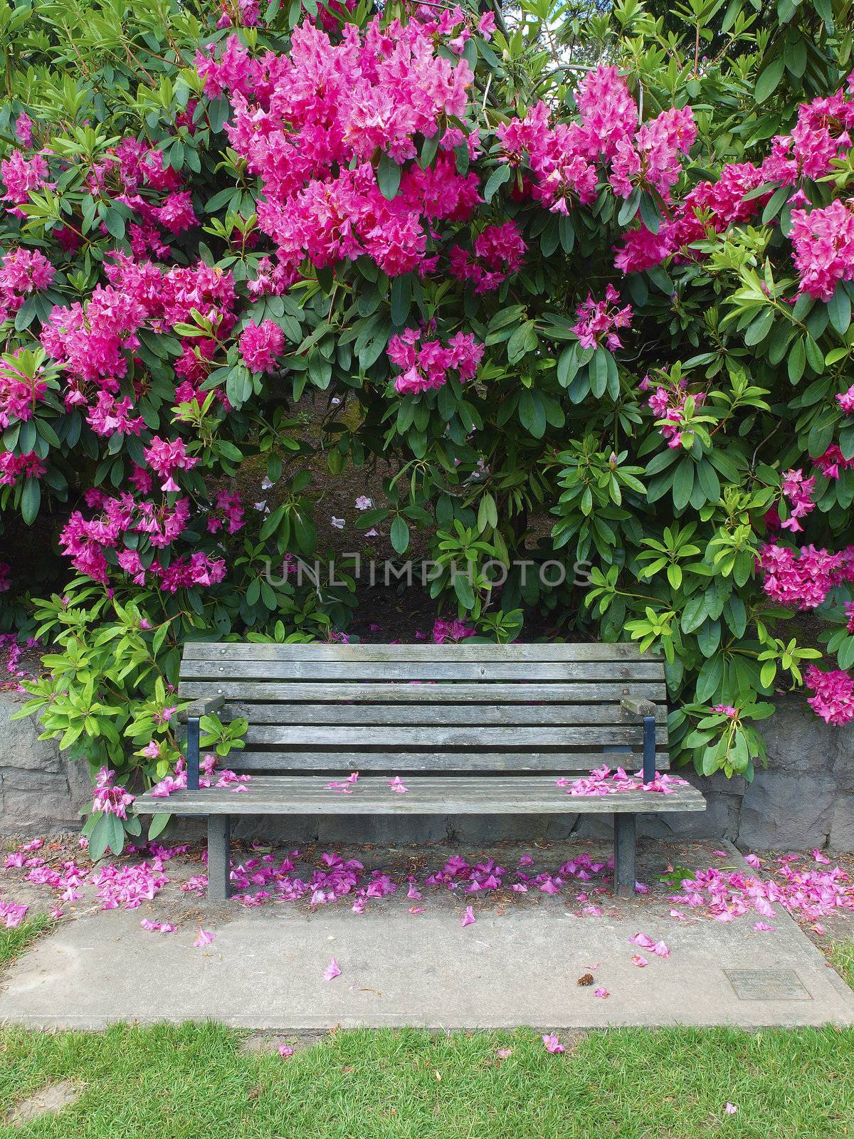 Bench and flower plant, Portland OR. by Rigucci