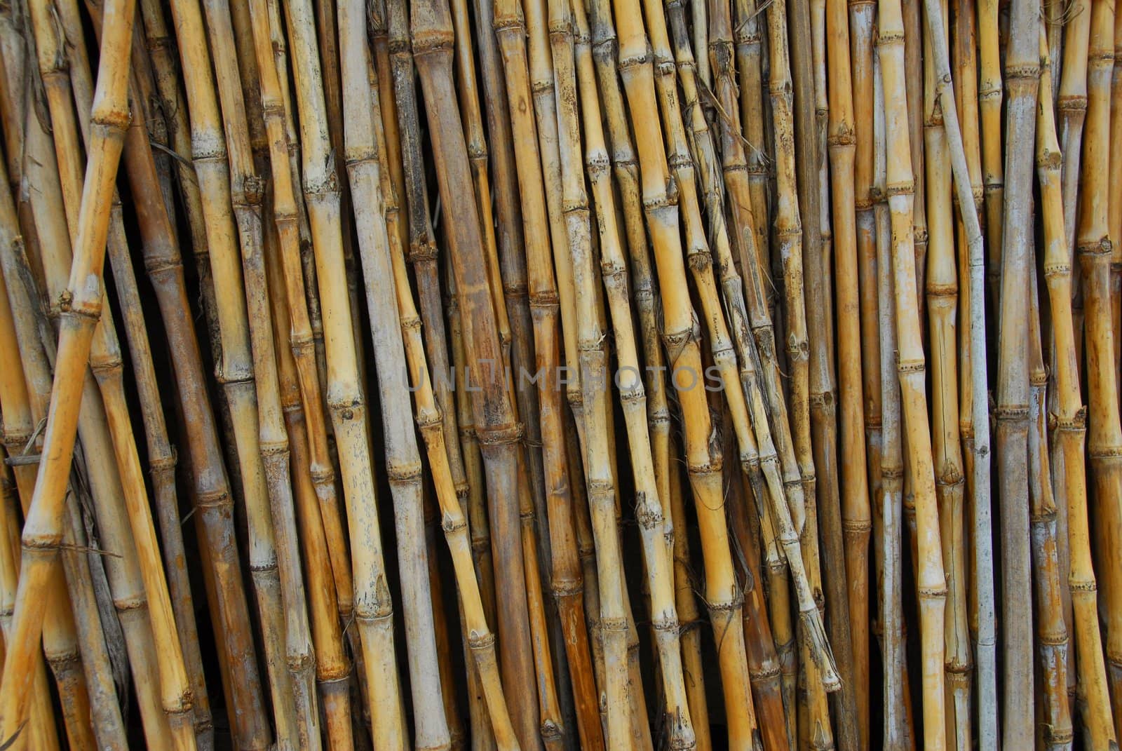 background of reeds