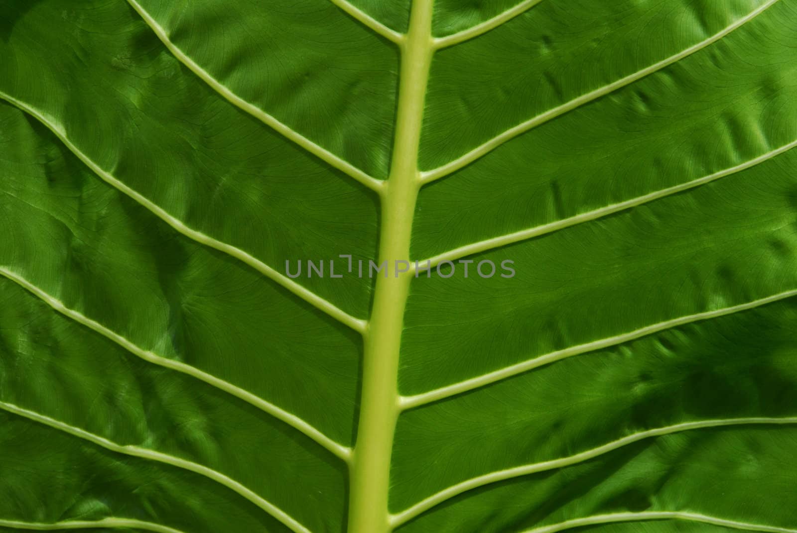 close up of a large leaf