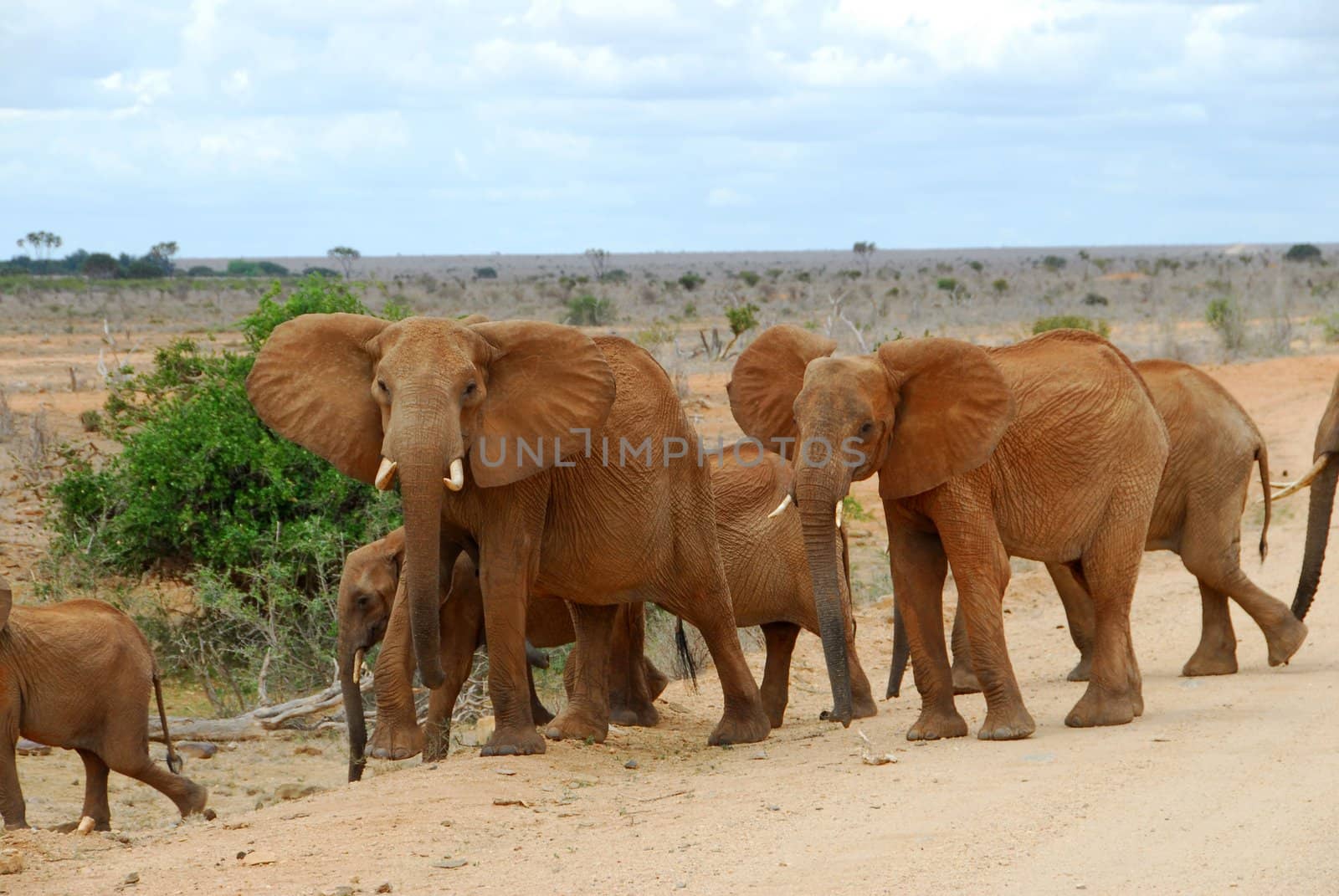 family of elephants in the savannah