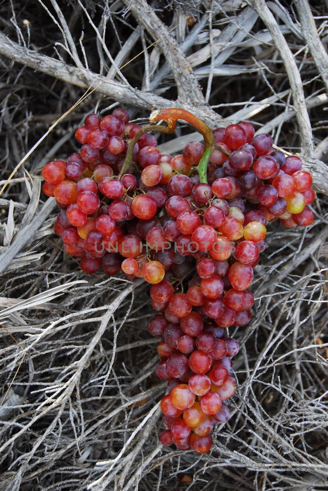 grapes by africa