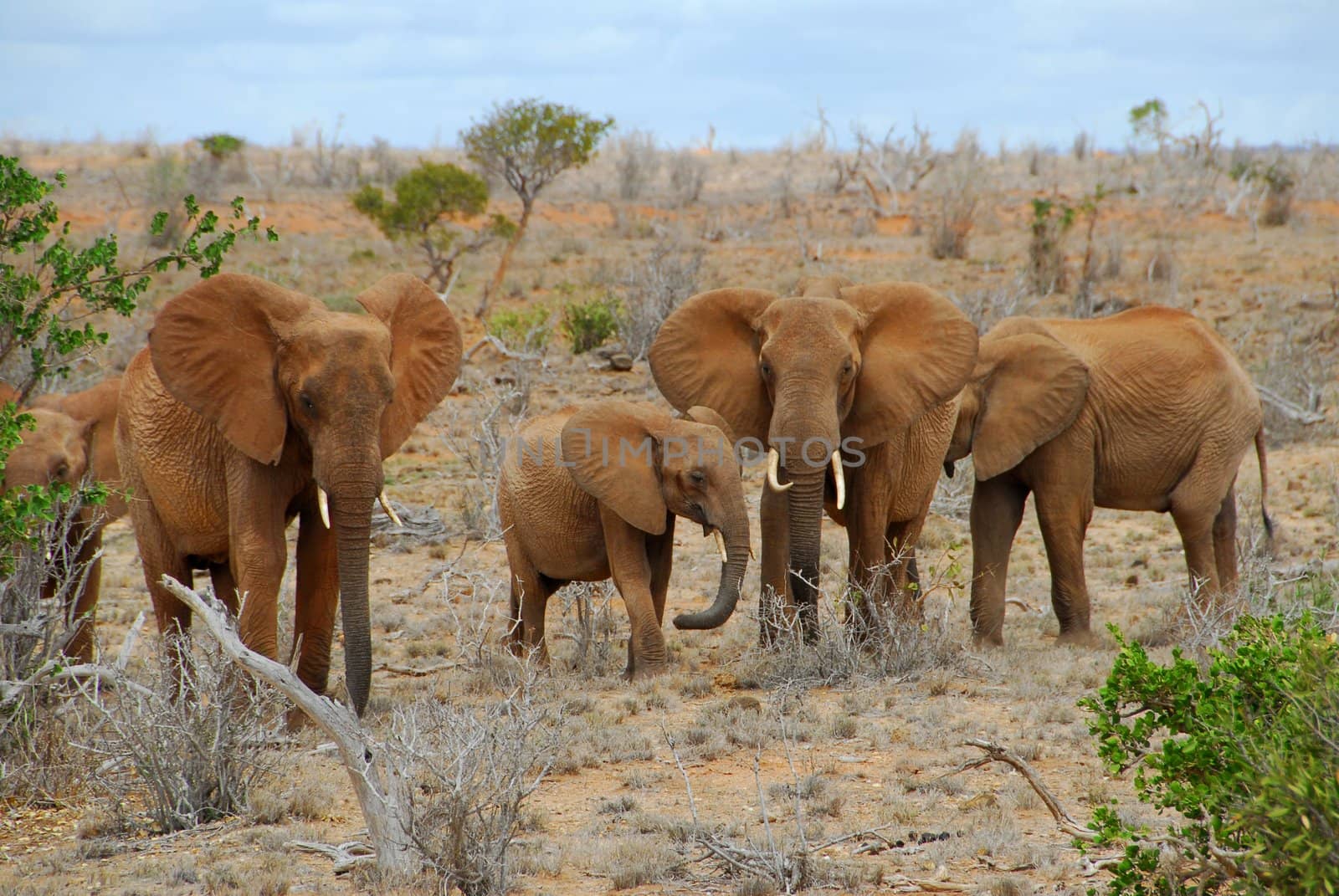 family of elephants in the savannah