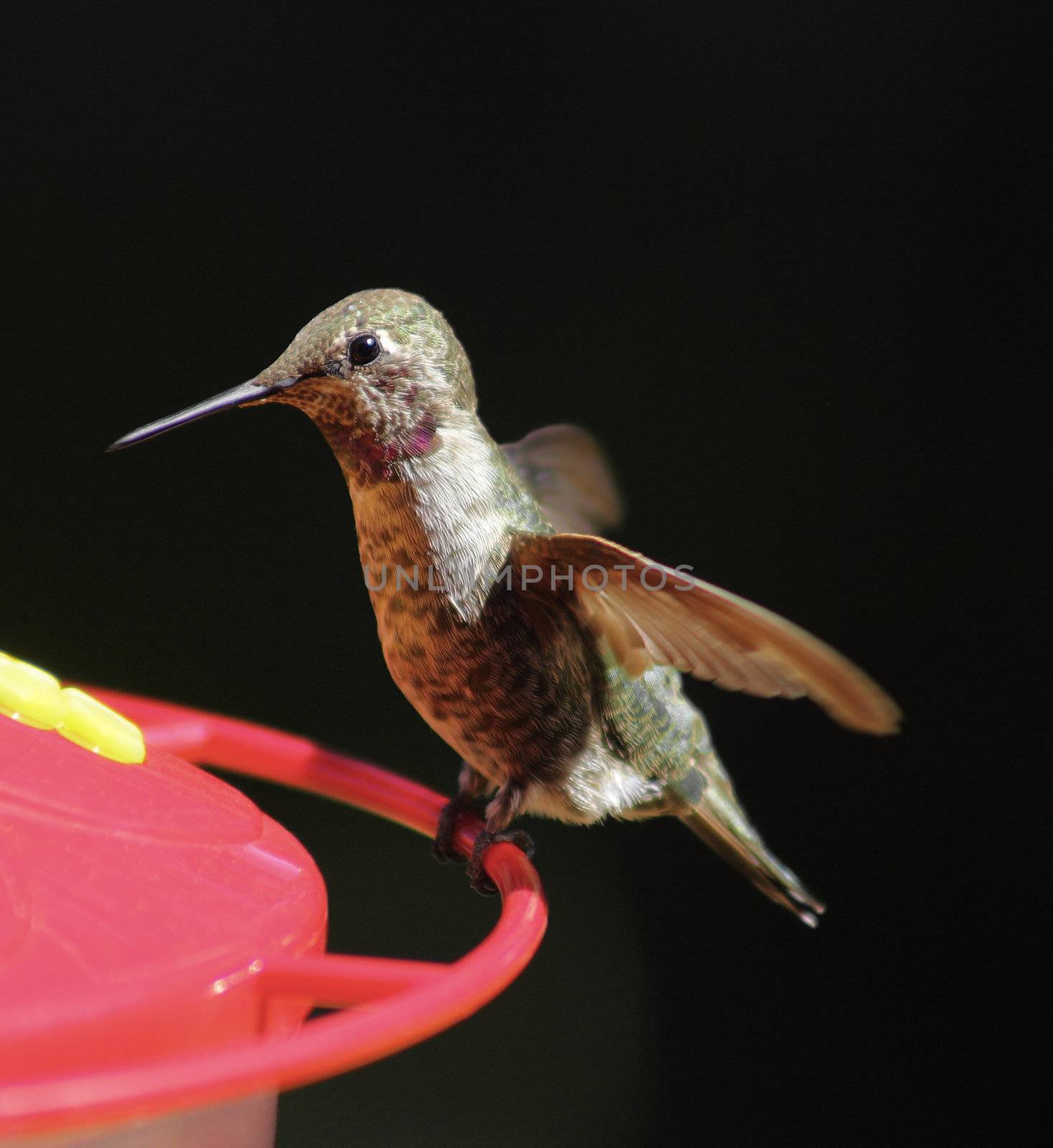a hummingbird pauses on a backyard feeder