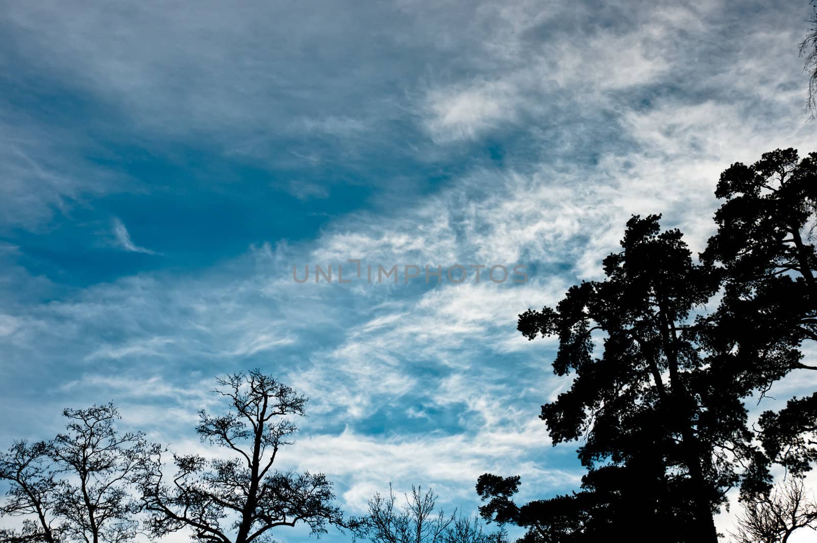 Fluffy and beautiful clouds with trees silhouettes in front