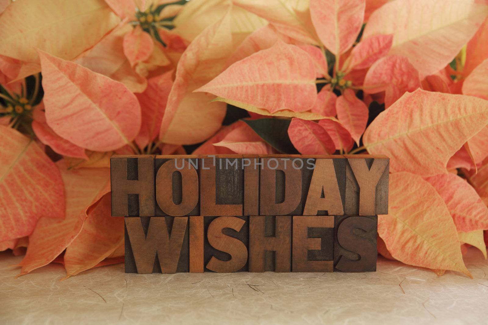 the words Holiday Wishes with pink poinsettias in the background