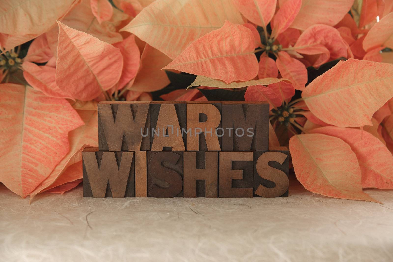 the words Warm Wishes with pink poinsettias in the background