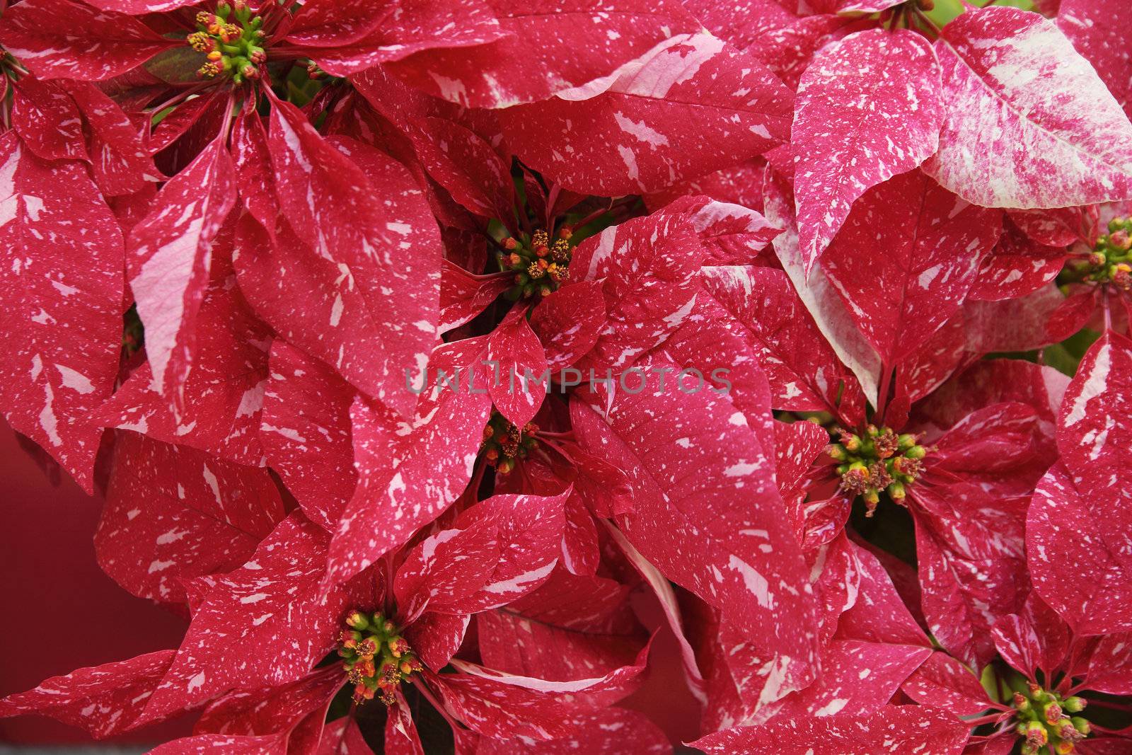 Christmas red poinsettias with distinctive pink markings