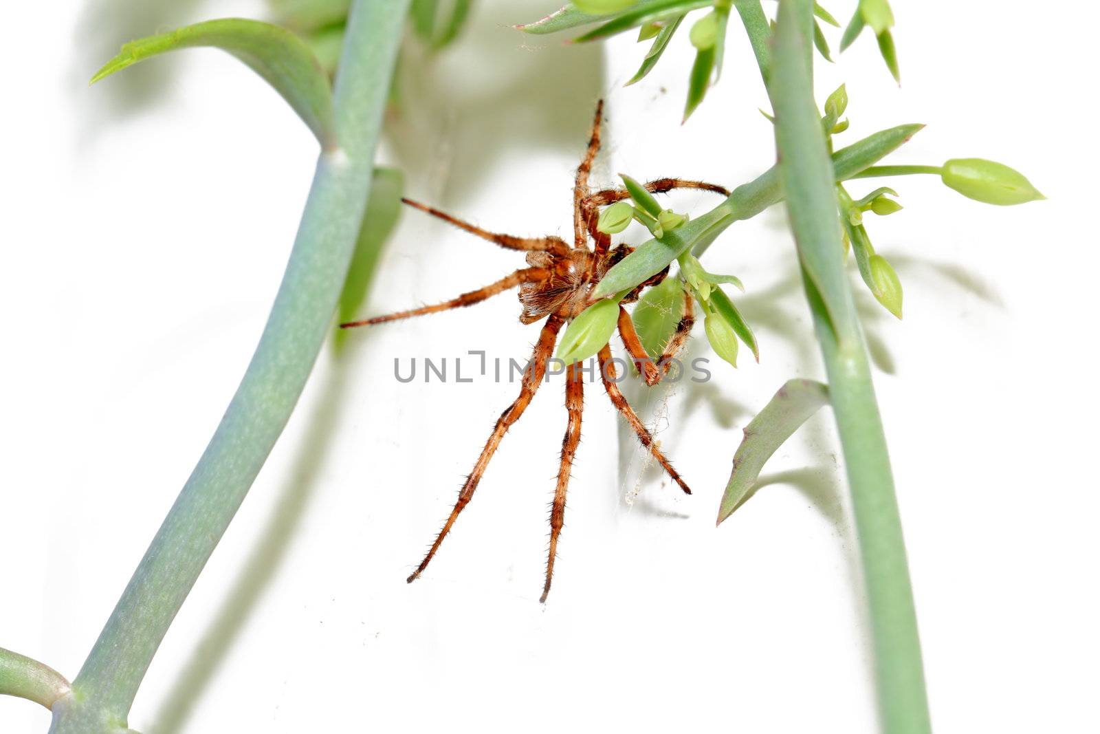 red spider on winter window