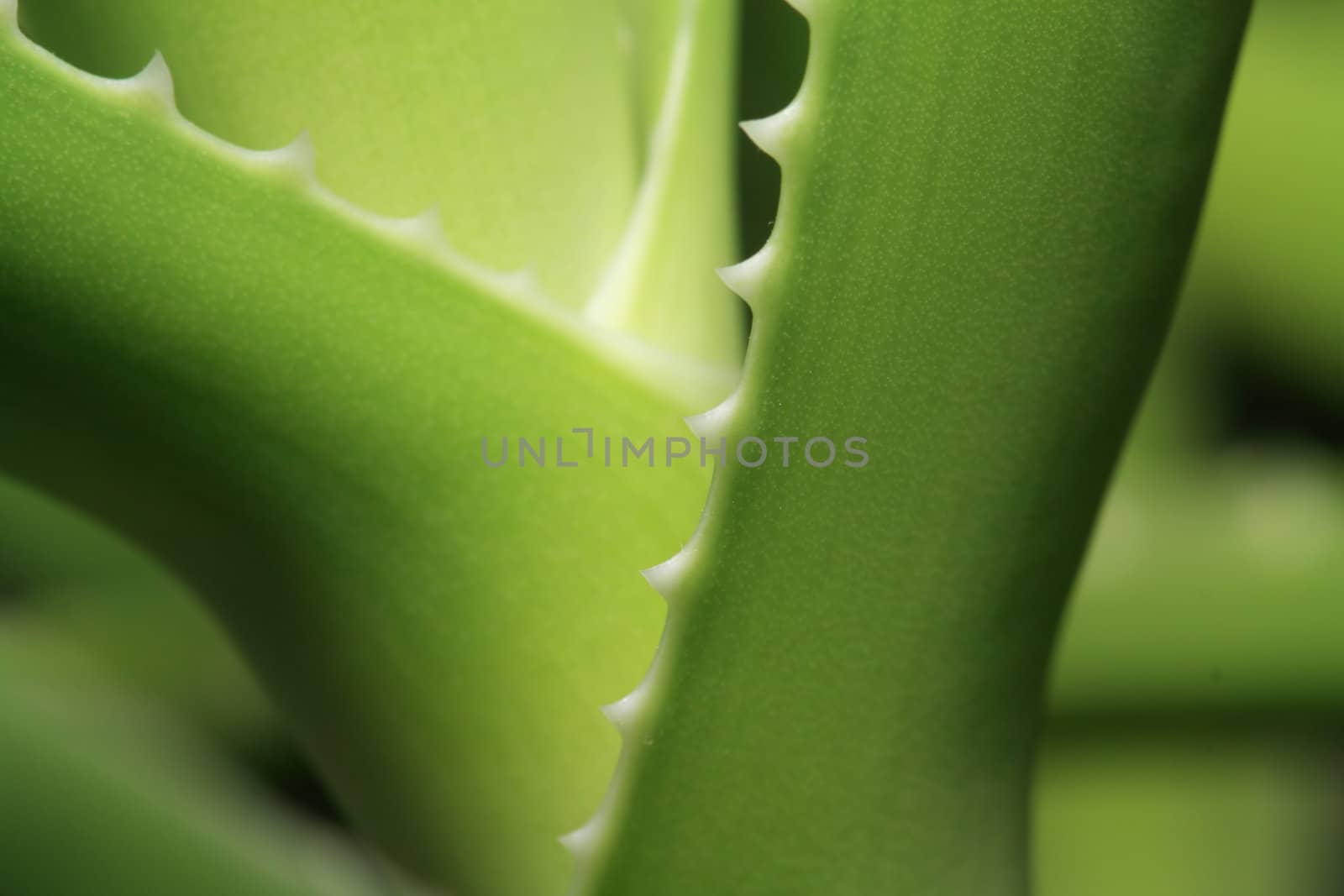 aloe sheet