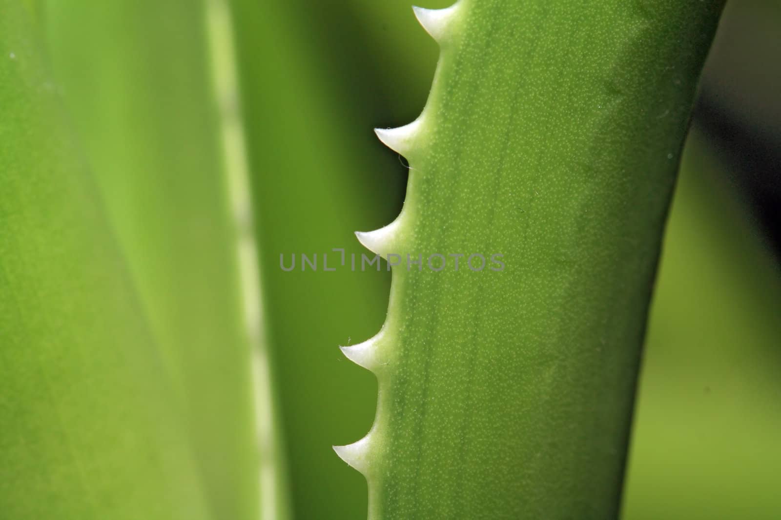 aloe sheet