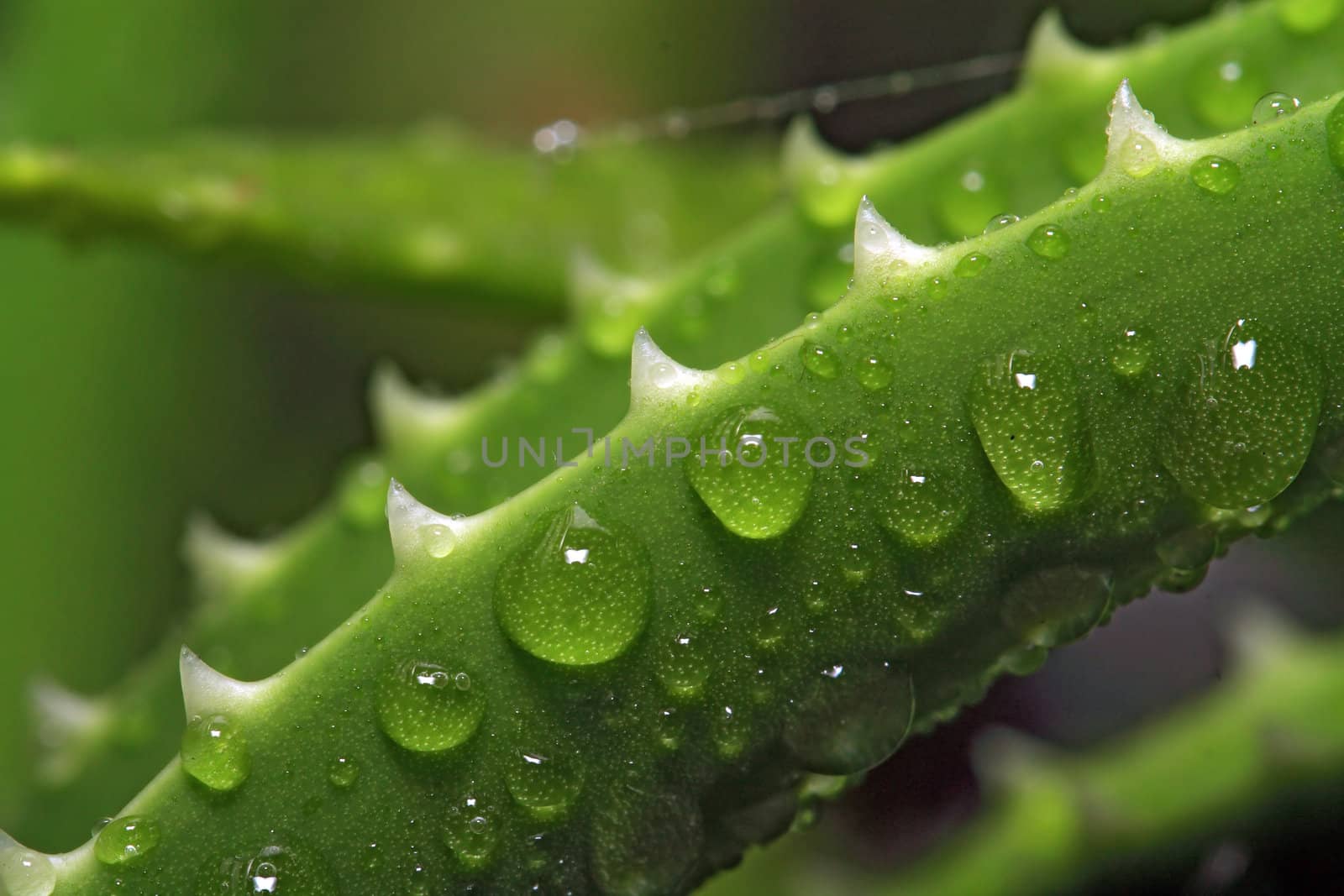 dripped water on sheet aloe