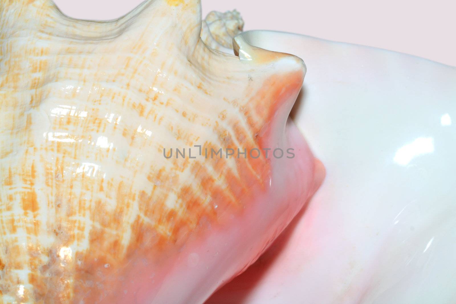 seashell