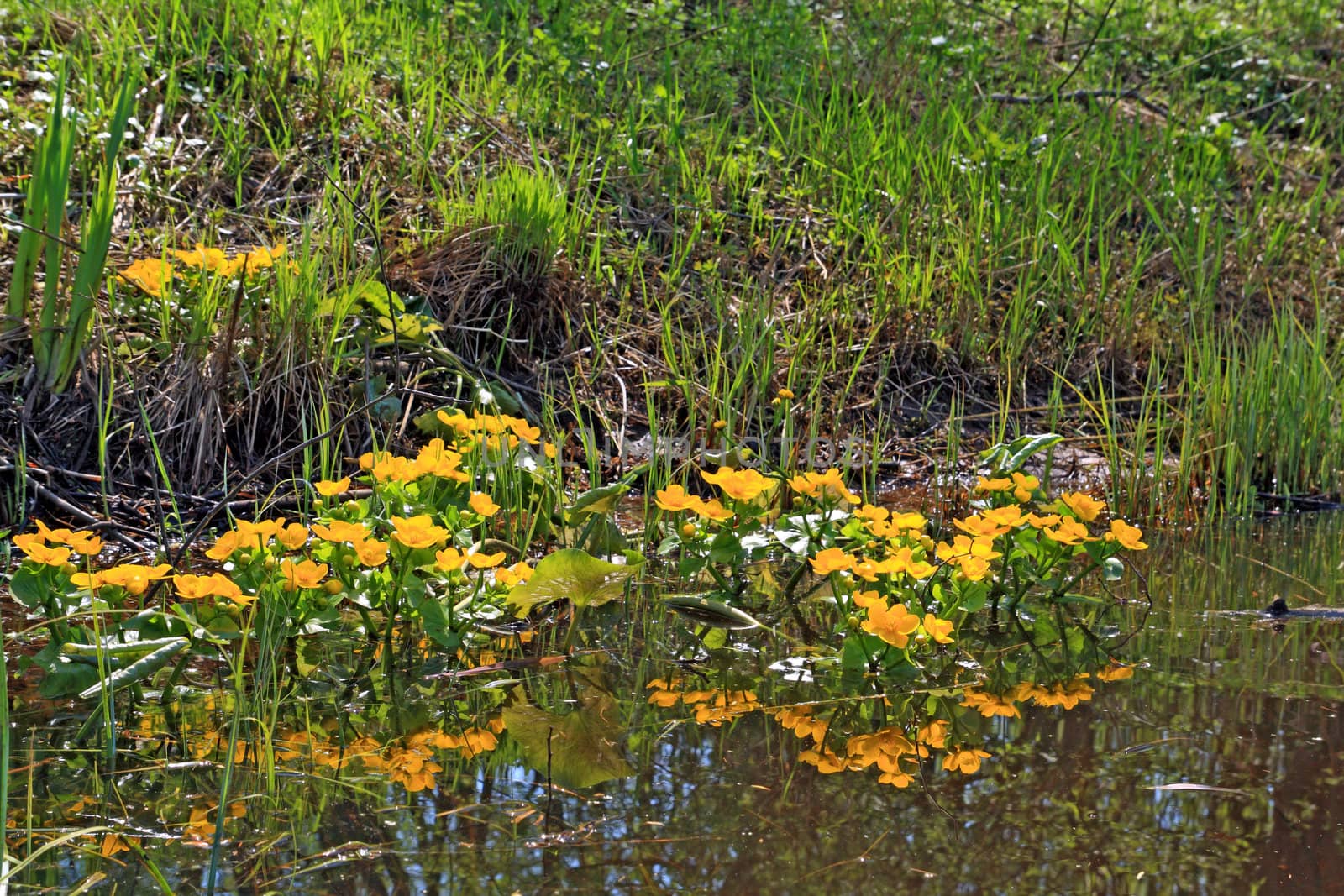 yellow flowerses in deep marsh