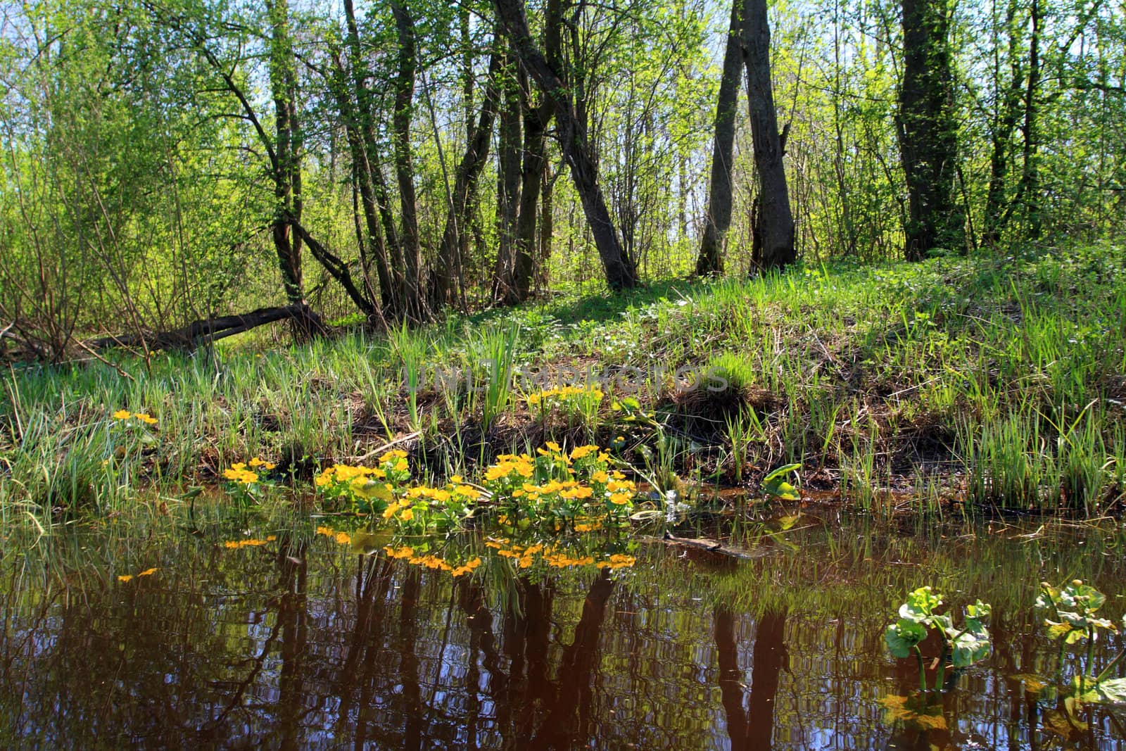 yellow flowerses in deep marsh