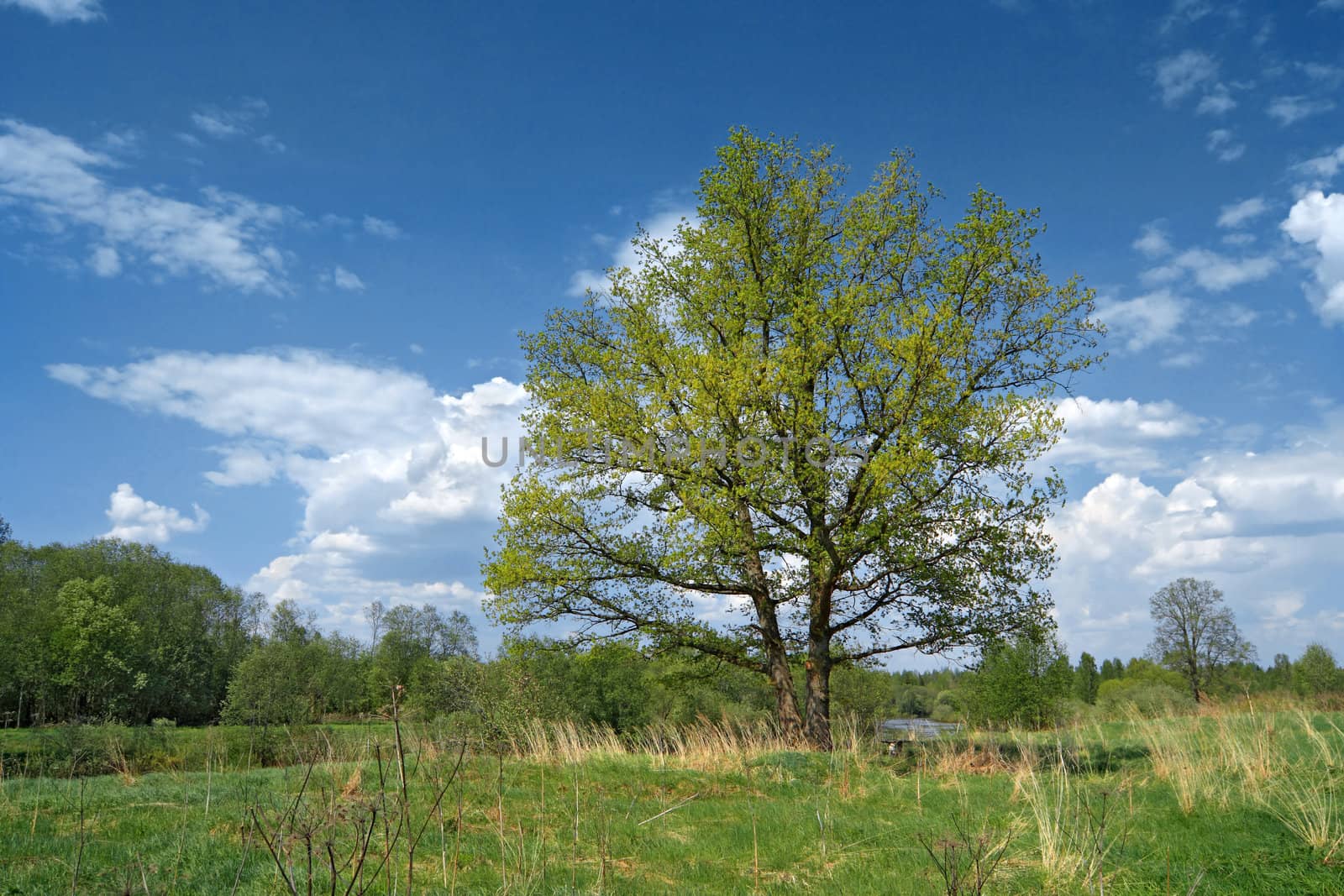 big oak on green summer field