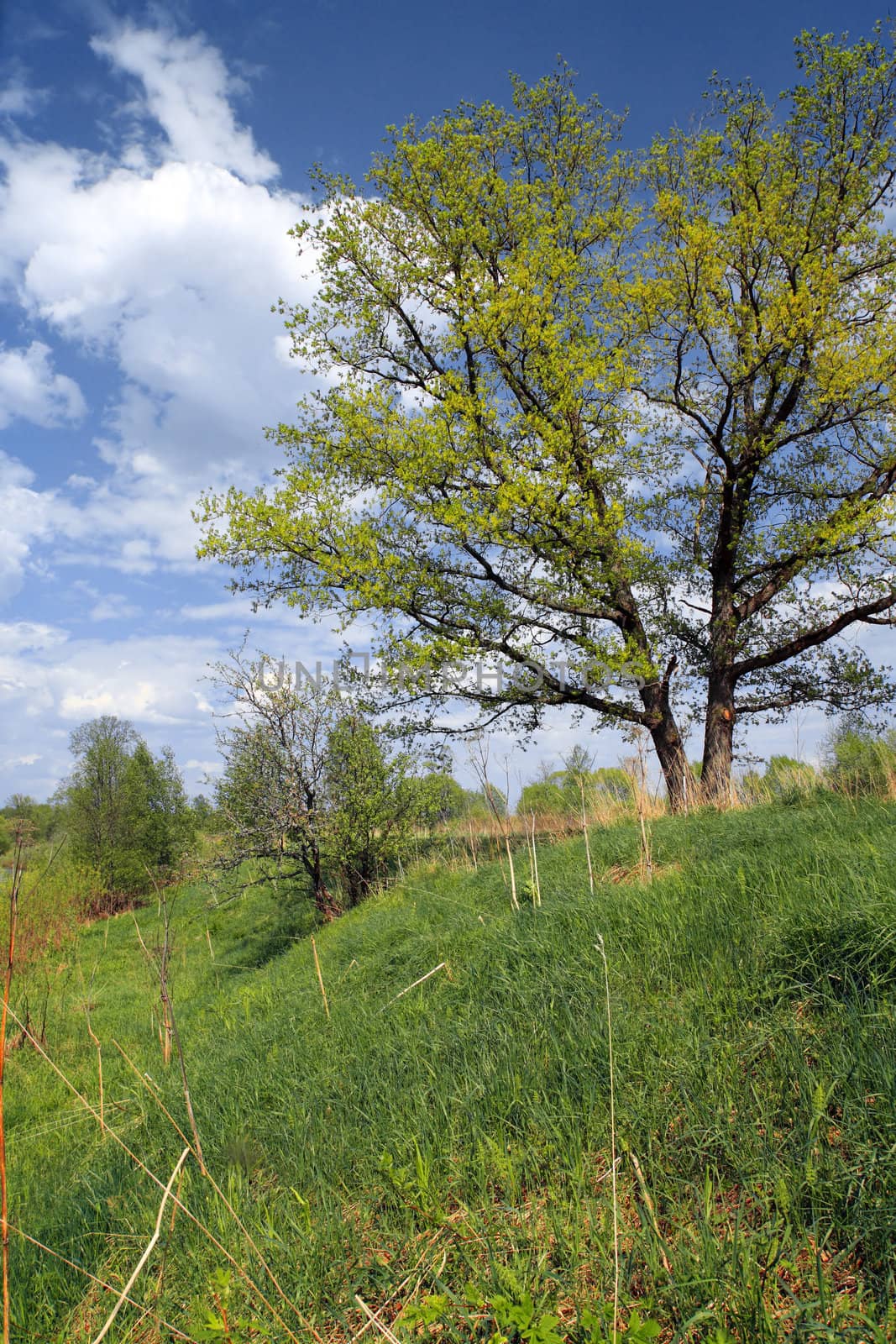 big oak on green summer field