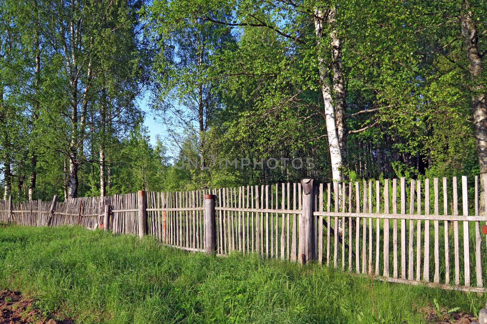 old wooden fence amongst herbs