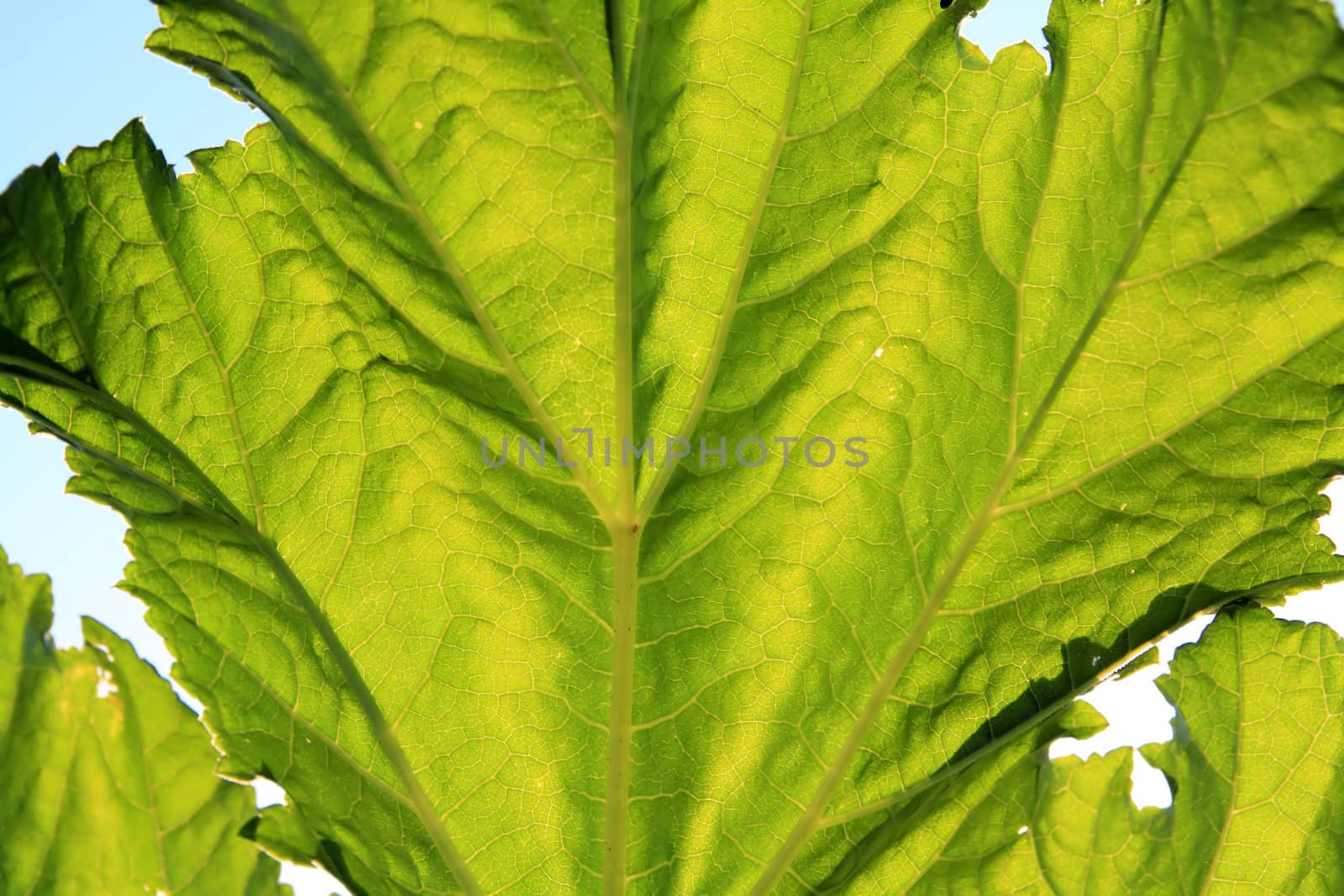 green sheet on blue background