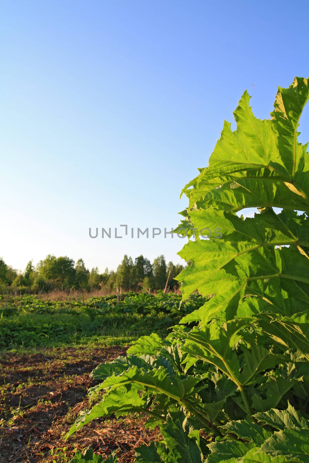 green sheet hogweed on celestial background