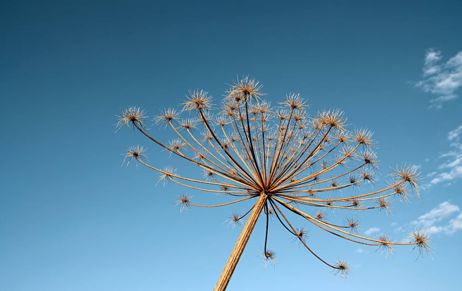 hogweed