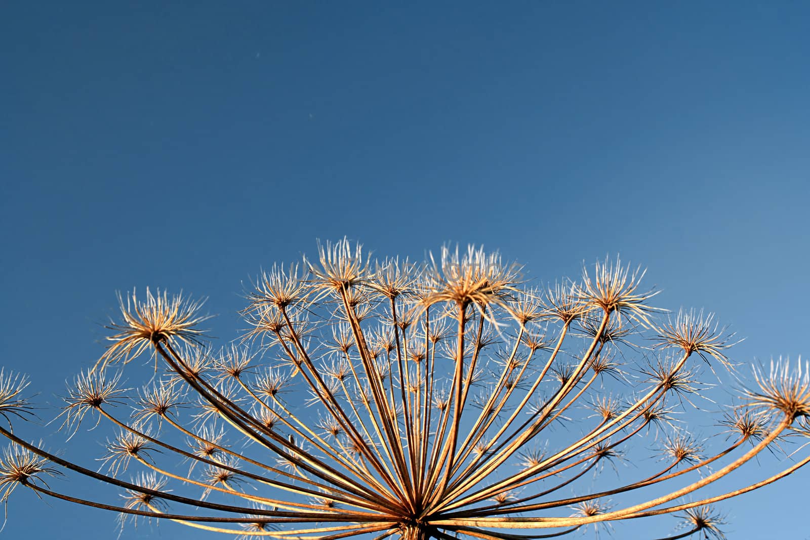 hogweed