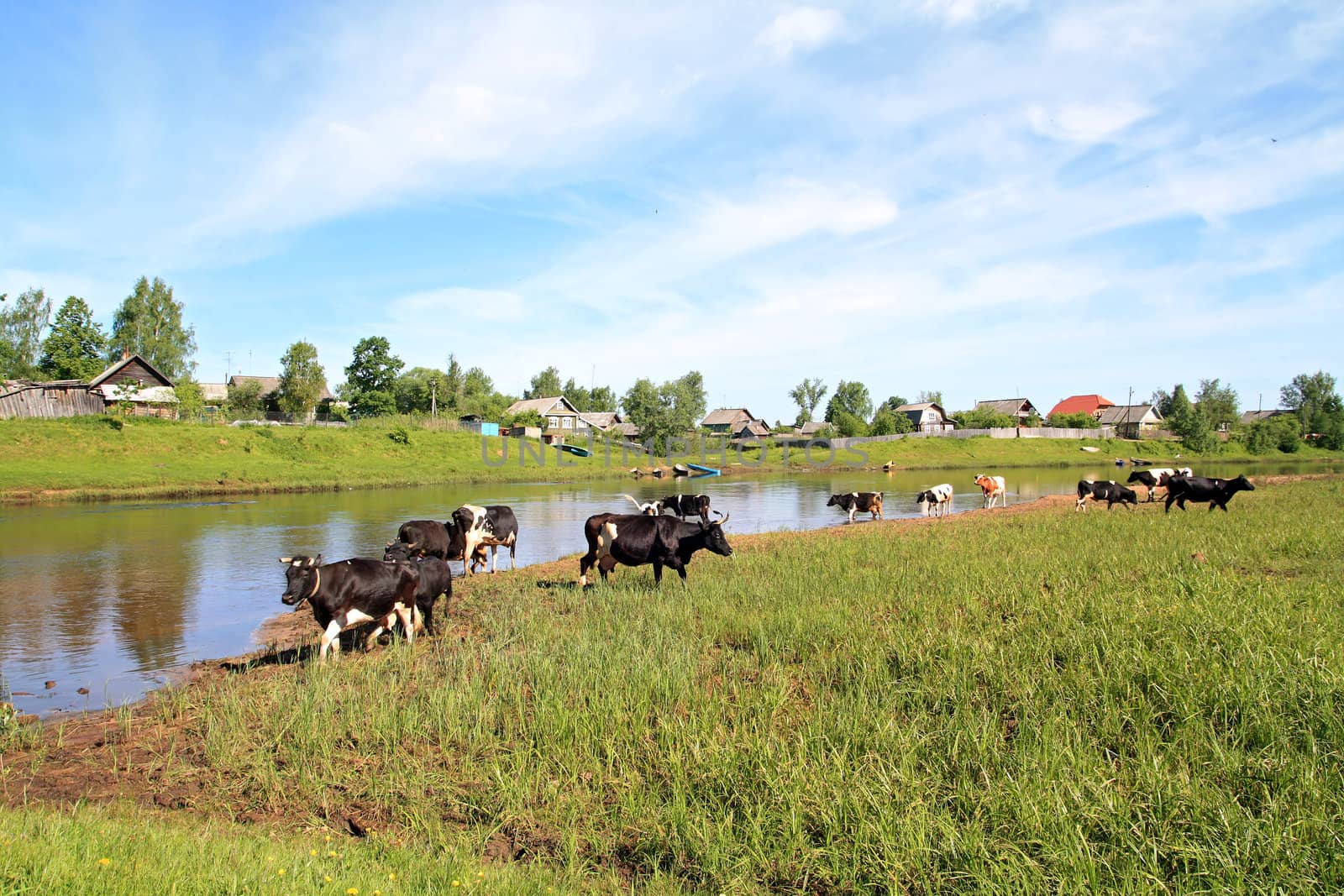 herd cow on river coast