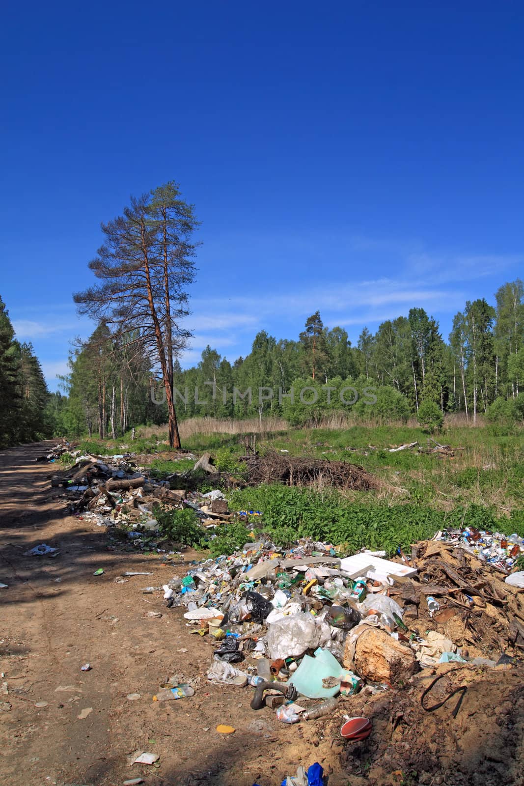 garbage pit in pine wood