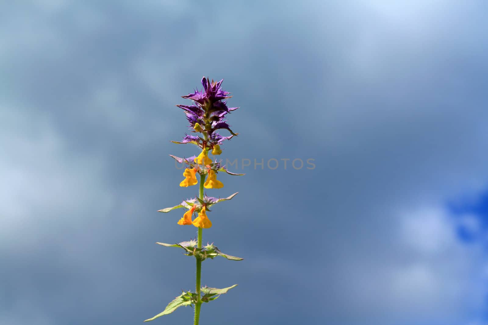 foalfoot on cloudy background