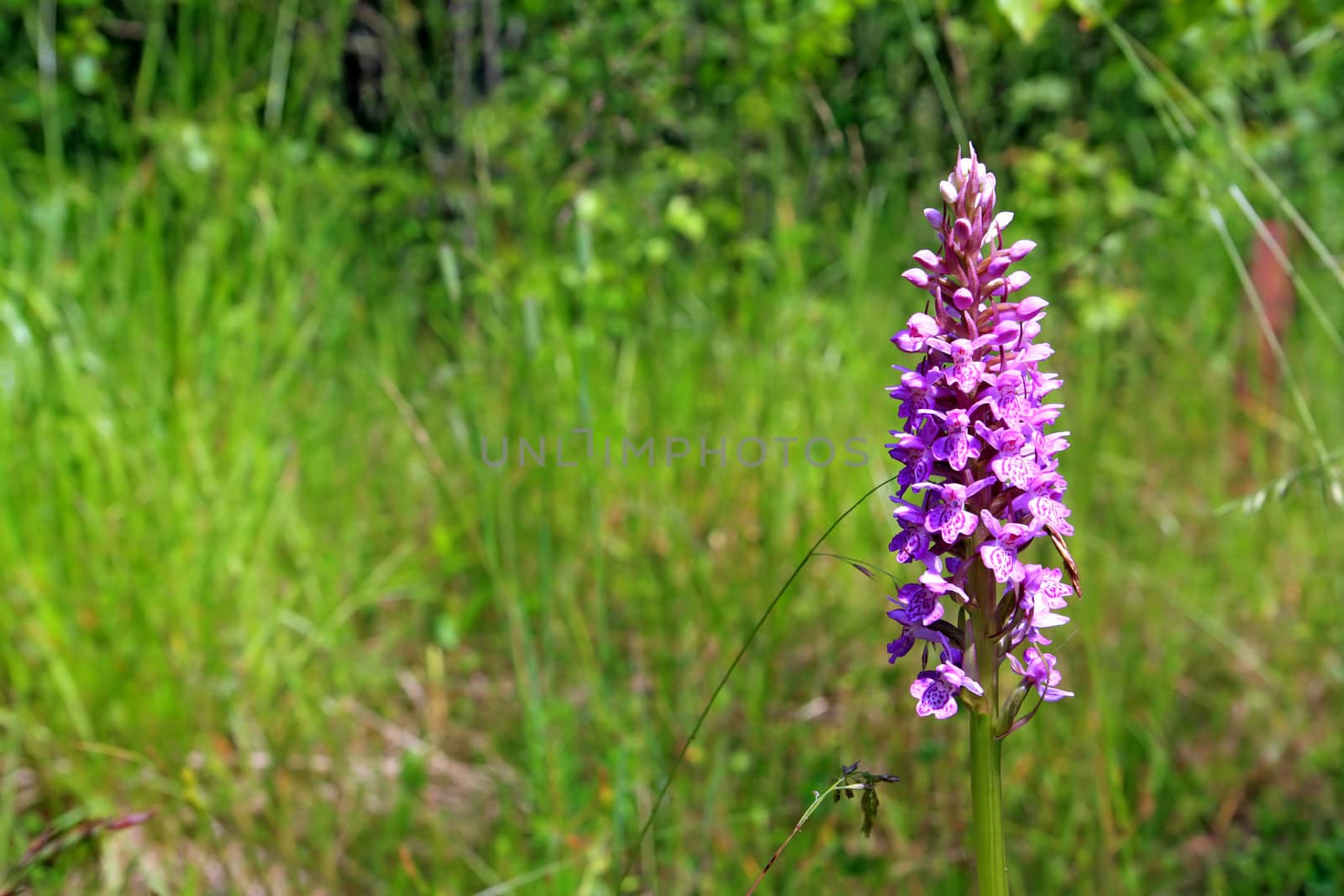summer flower on green field