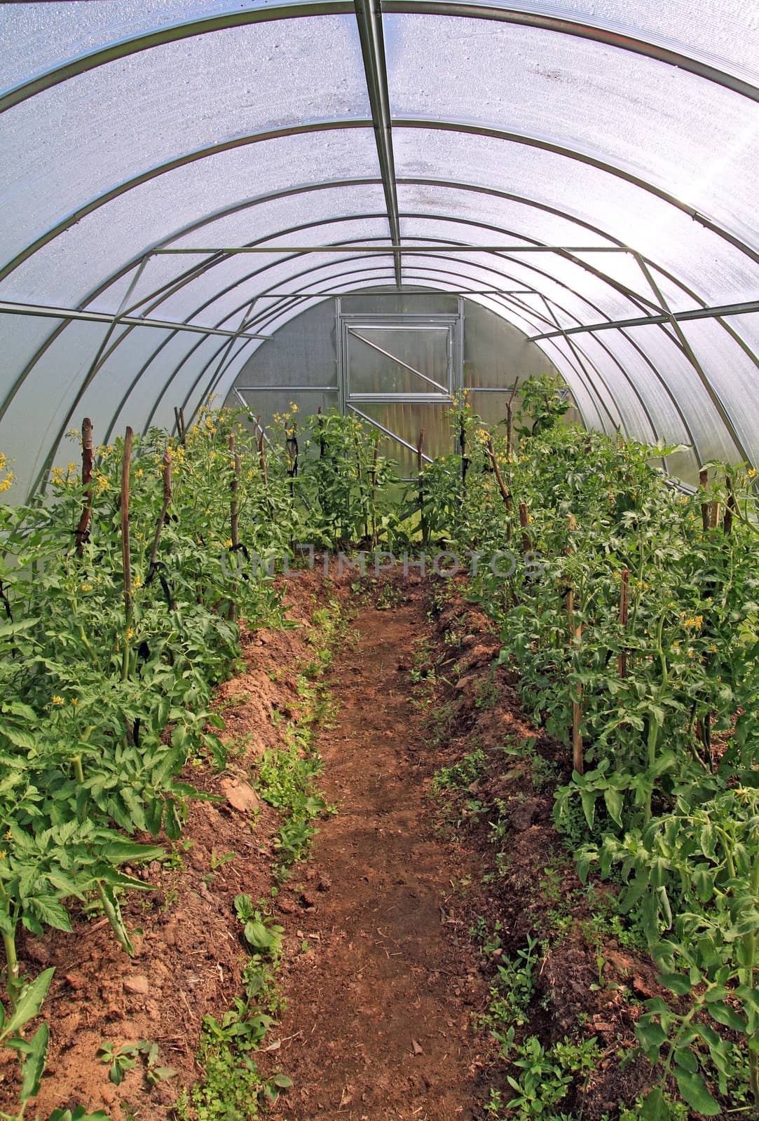 young tomatoes in plastic hothouse