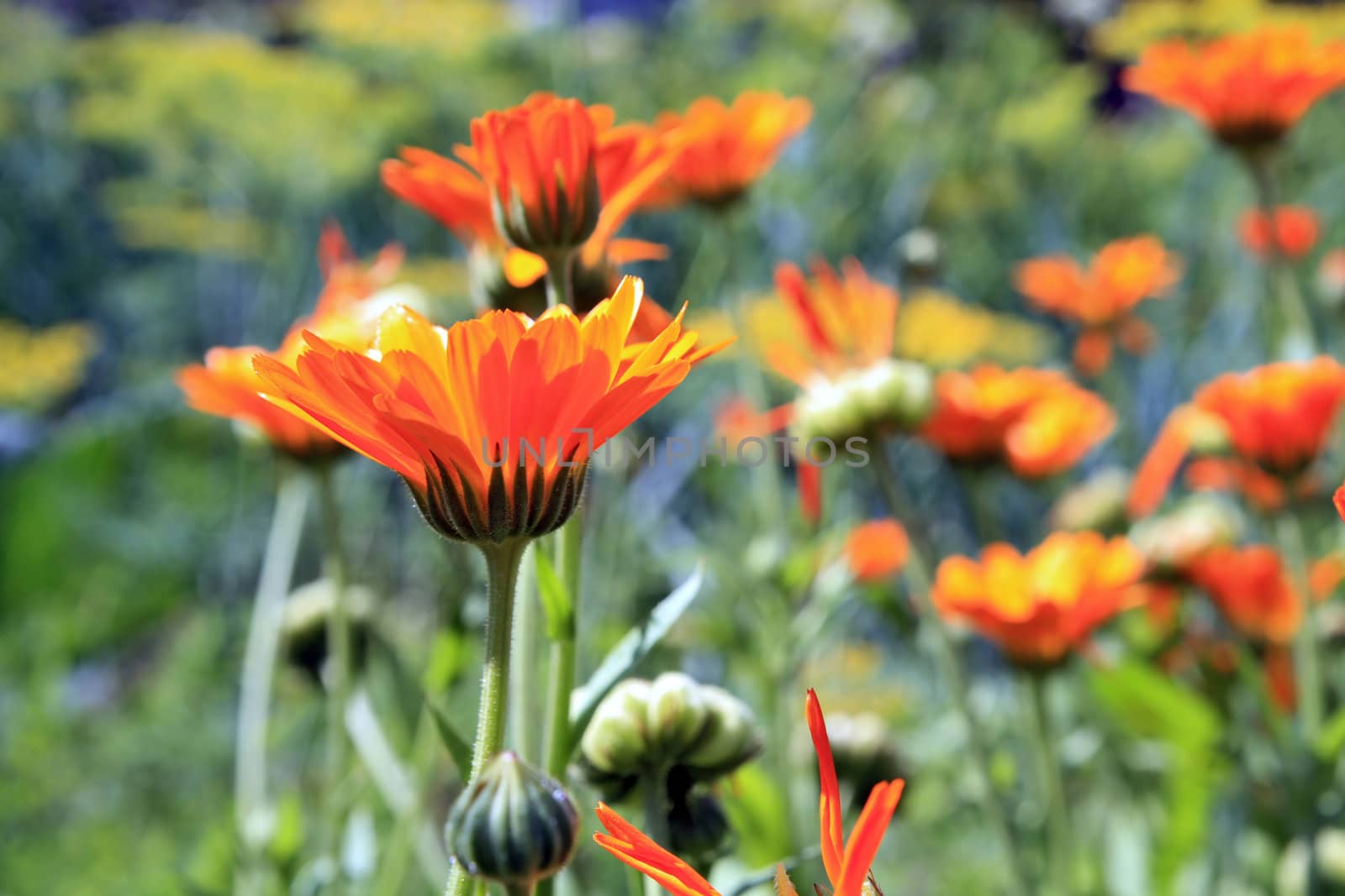 red flower on green background