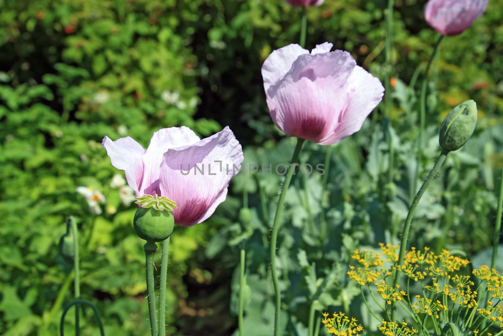 poppy flower on vegetable background