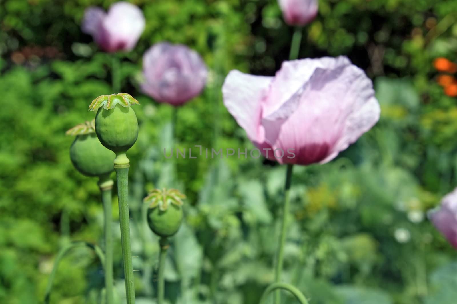 poppy flower on vegetable background