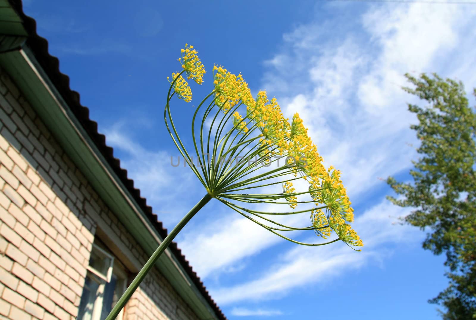ripe dill on cloudy background
