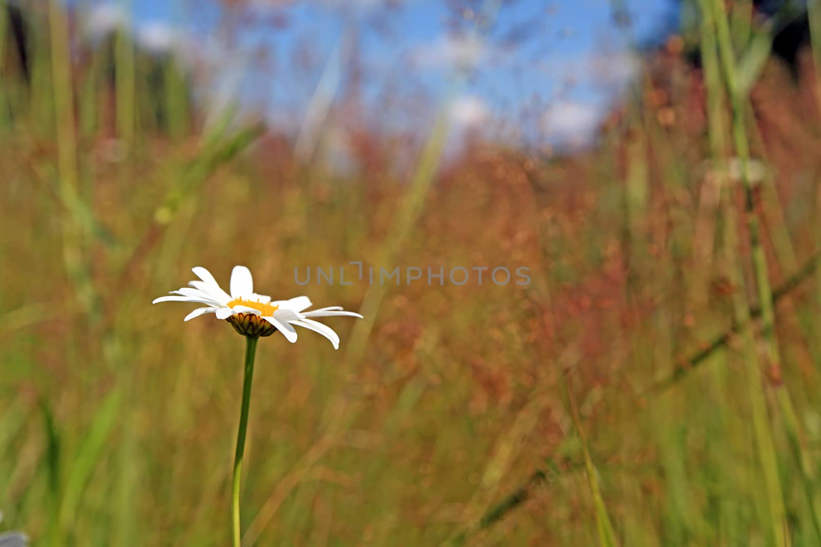 white daisywheel on yellow autumn field