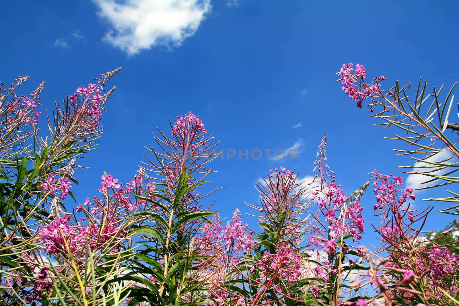 field flowerses on celestial background