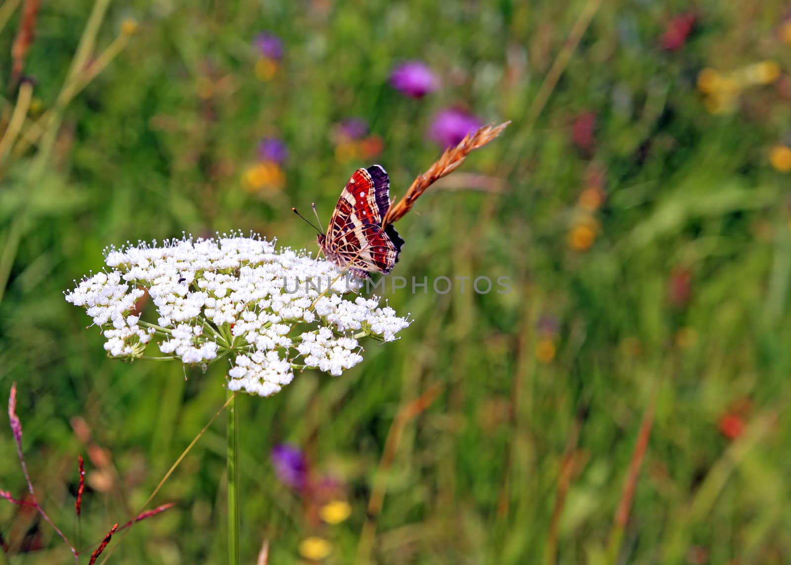 red butterfly on white flower