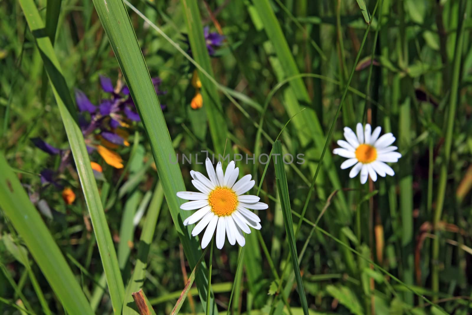 white daisywheels on vegetable background