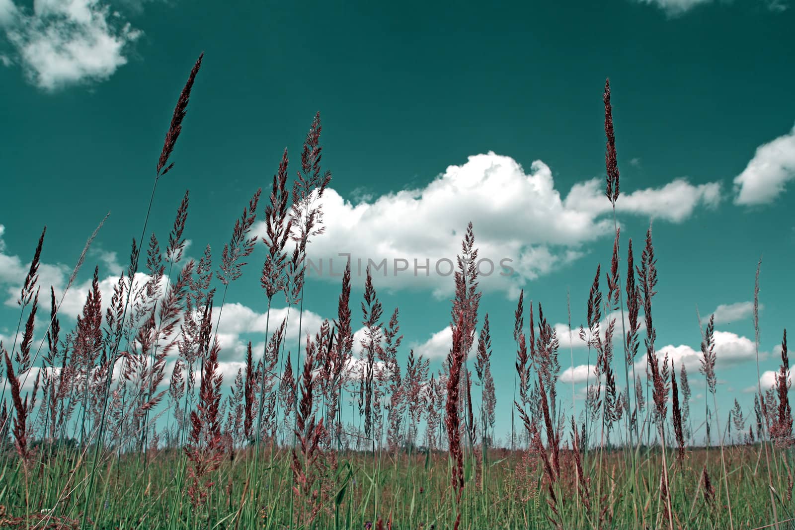 dry herb not summer field