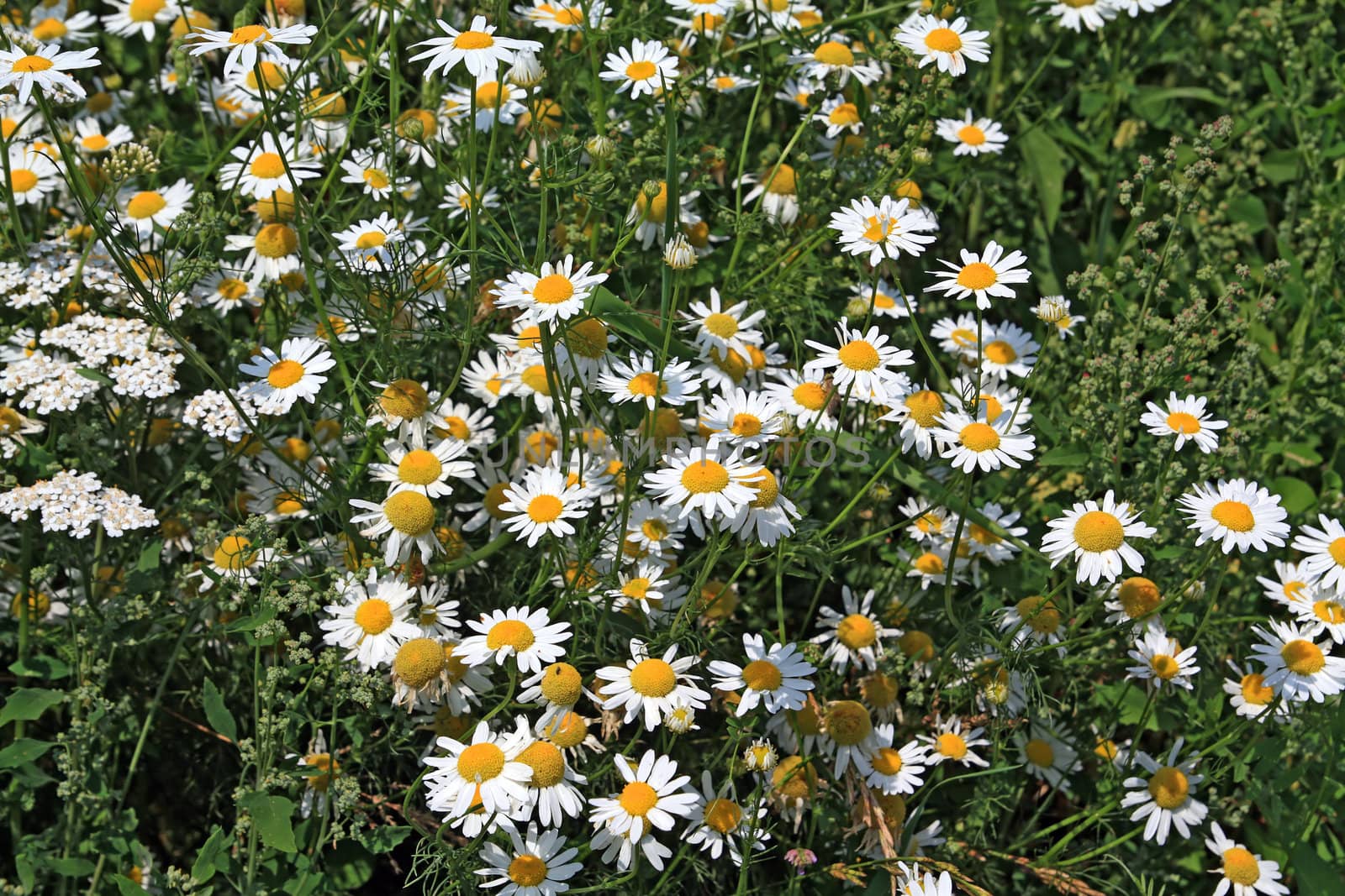 white daisywheels on green field