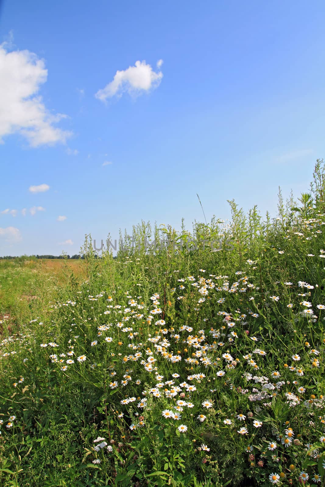 white daisywheels on summer field
