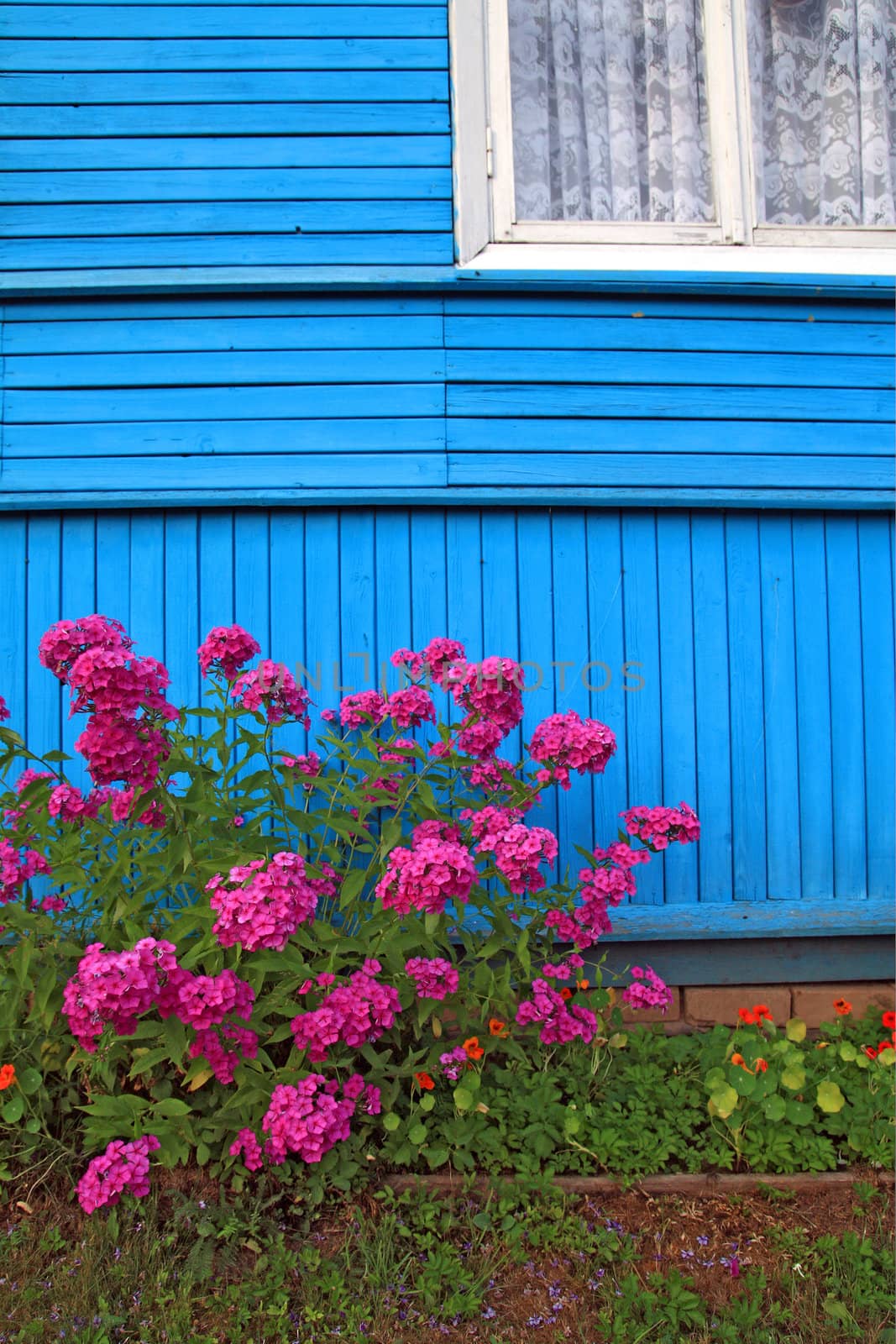 flowerses near wall of the wooden building